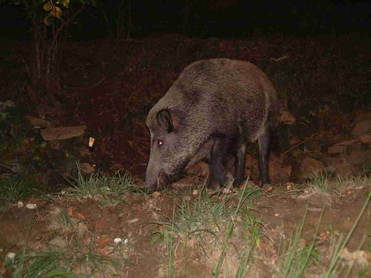  Image name: Fausto2.jpg 
 width: 1280 pixel 
 height: 960 pixel 
 Size: 50870 bytes 
 Click to enlarge 